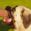 dog bite lawyer